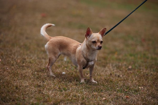 Ultimate Guide to Safeguarding Your Porsche Macan"s Paint with Ceramic Coating