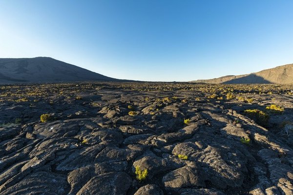 How to Set Up a Secure Outdoor Enclosure for Pet Turtles?